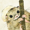 ヤマネのイラスト　dormouse illust