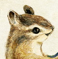 エゾシマリスのイラスト　しまりすの挿絵　りすのカット絵　Chipmunk illust