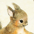 ニホンリスのイラスト　夏毛のニホンリスの絵　日本の野生動物のイラスト　Squirre illust