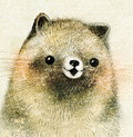 タヌキのこども　raccoon dog　