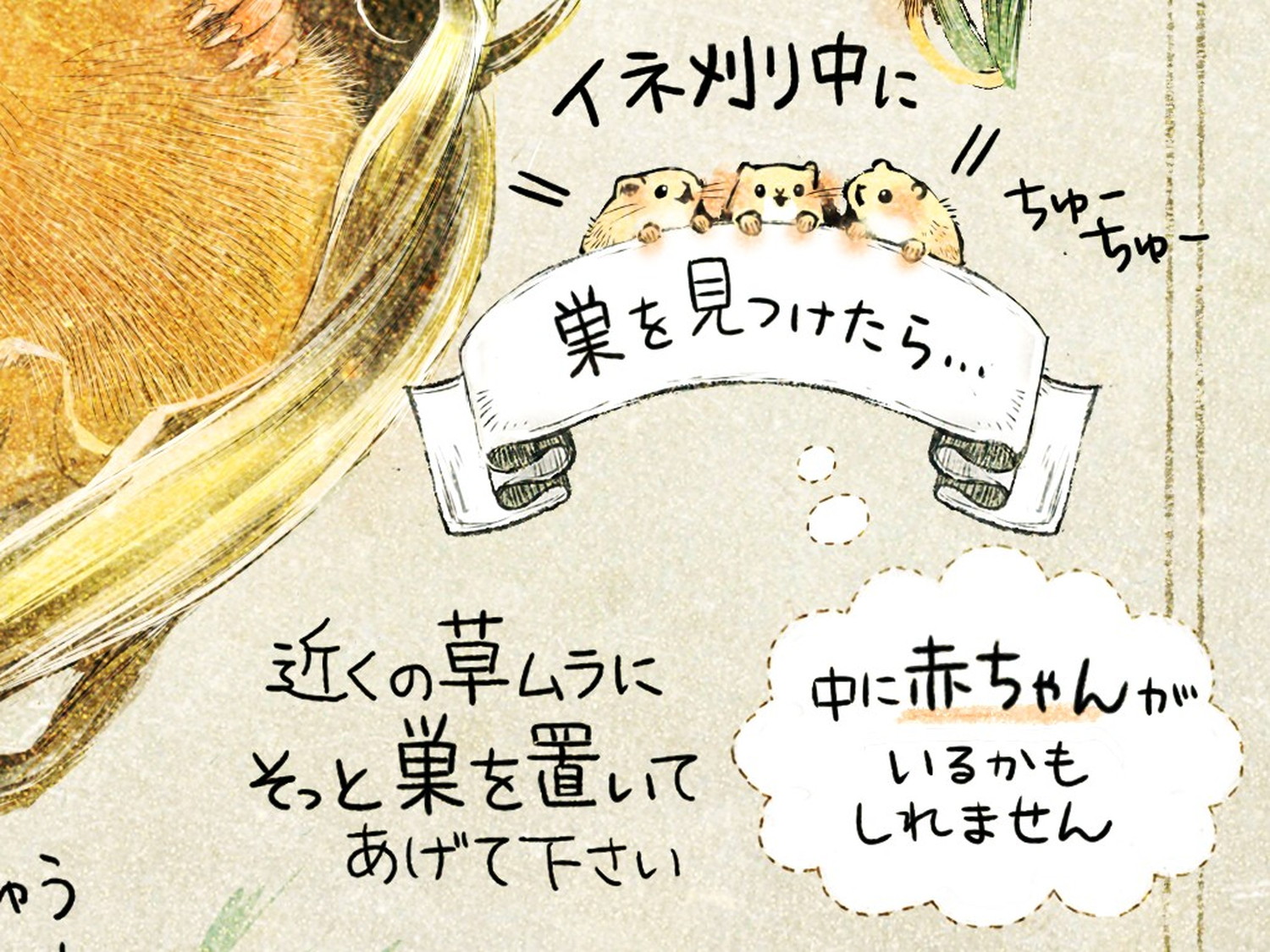 稲刈り・草刈り中に、巣を見つけた時は? ネズミの赤ちゃんを見つけたら?カヤネズミとは?イラスト解説