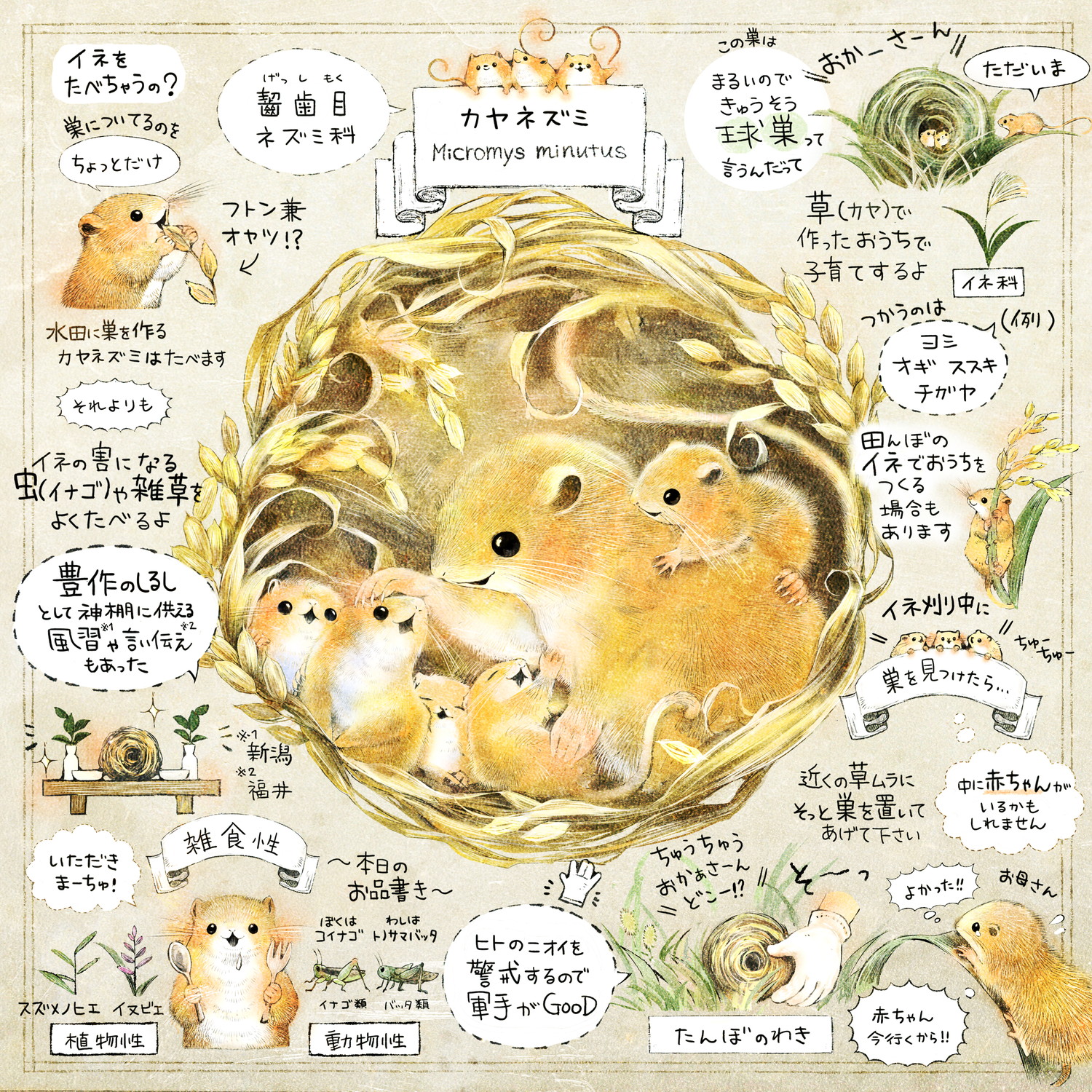 カヤネズミとは?イラスト解説 カヤネズミのエサ、食べ物、巣作り、赤ちゃんを見つけたら?害獣なの?イネを食べるの?