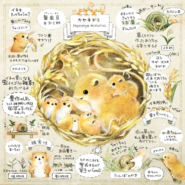 カヤネズミってどんな生き物？