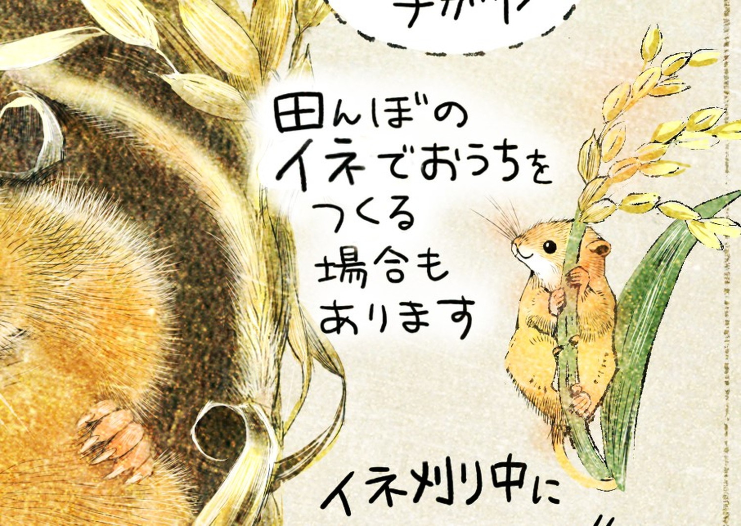 カヤネズミは田んぼのイネで、巣をつくる場合もあります。カヤネズミとは?イラスト解説