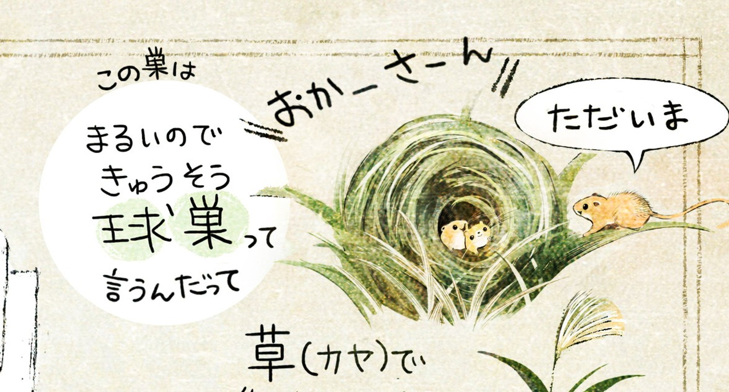カヤネズミとは?イラスト解説 カヤネズミは草で巣を作るネズミ。巣は丸い事から球巣(きゅうそう)と呼ばれる。
