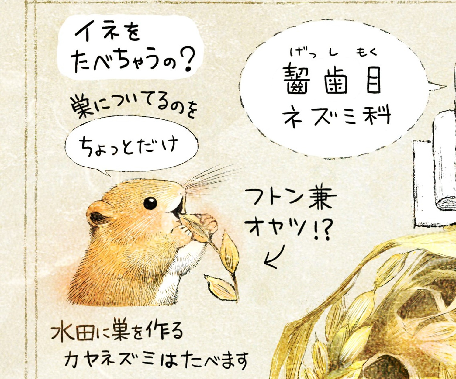 カヤネズミとは?イラスト解説 カヤネズミは稲を食べるか? 水田に巣を作るカヤネズミは、稲を少し食べる。