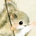 ニホンモモンガの顔