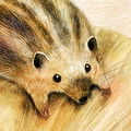 ニホンイノシシ　うりぼうのイラスト