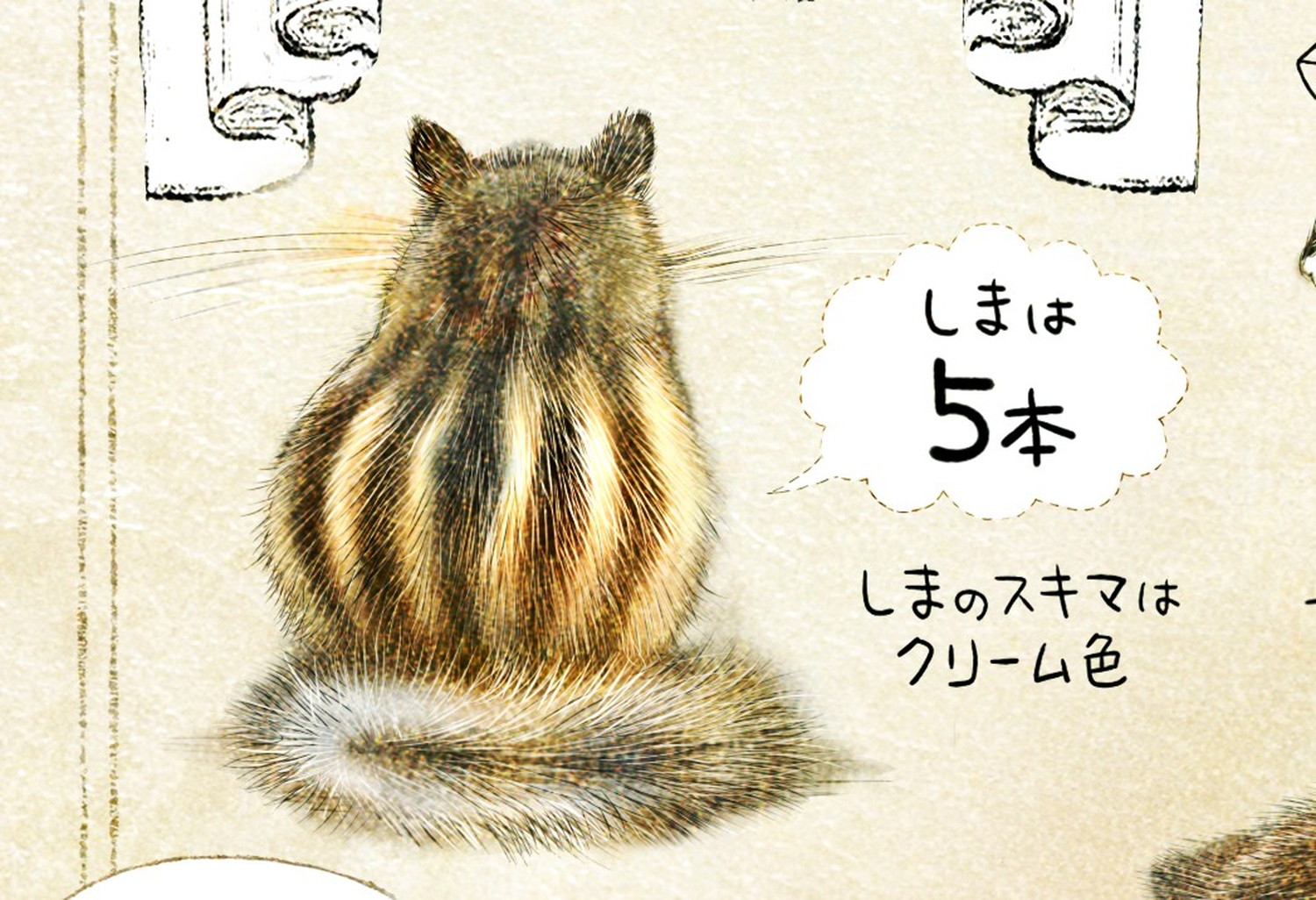 エゾシマリスのイラスト シマリスの暮らし・生態の解説 chipmunk