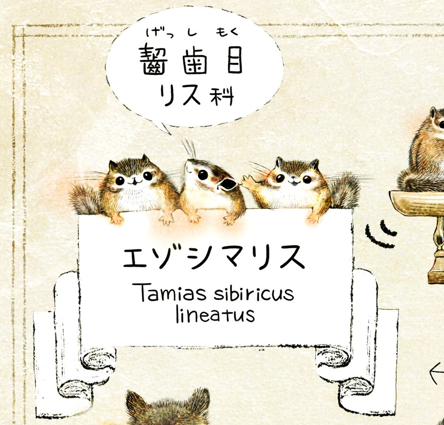 エゾシマリスの学名 Tamias sibiricus lineatus エゾシマリスのイラスト シマリスの暮らし・生態の解説 chipmunk