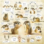 シマリスのイラスト　エゾシマリスの暮らし・生態の解説　chipmunk