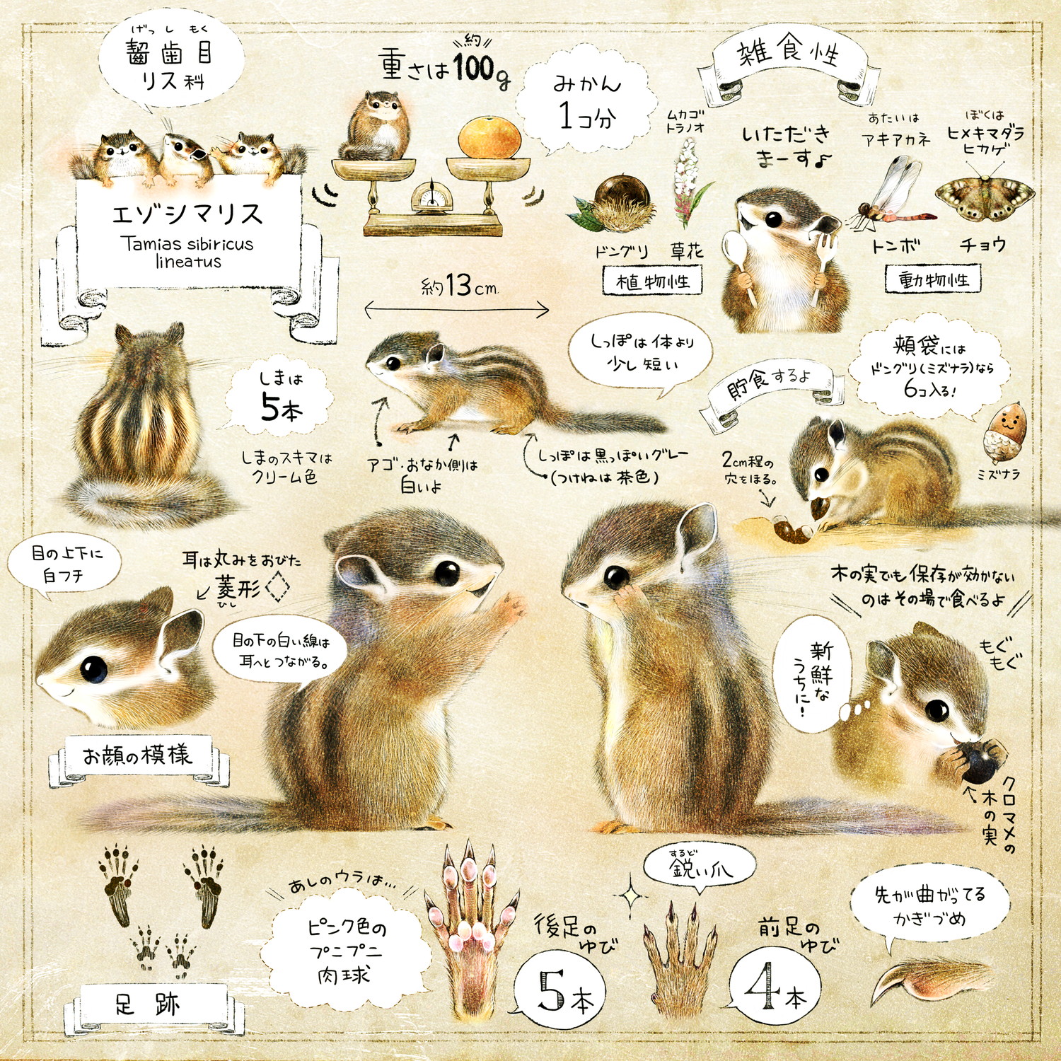 エゾシマリスのイラスト シマリスの暮らし・生態の解説 chipmunk