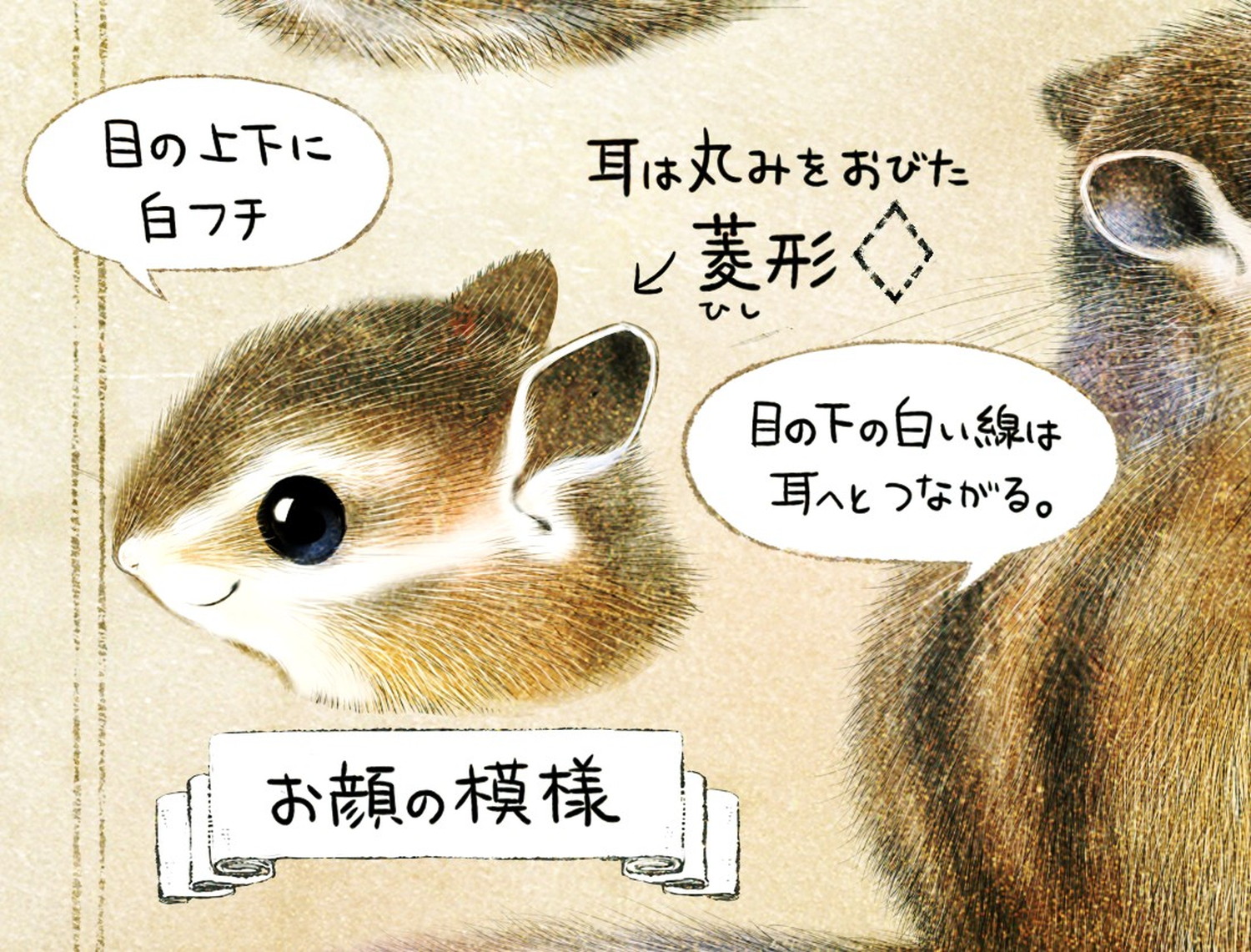 シマリスの顔の模様・特徴 エゾシマリスのイラスト シマリスの暮らし・生態の解説 chipmunk