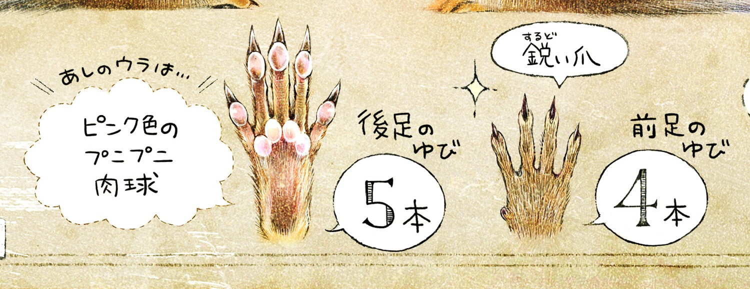 シマリスの肉球 前足の指は4本、後ろ足は5本 エゾシマリスのイラスト シマリスの暮らし・生態の解説 chipmunk