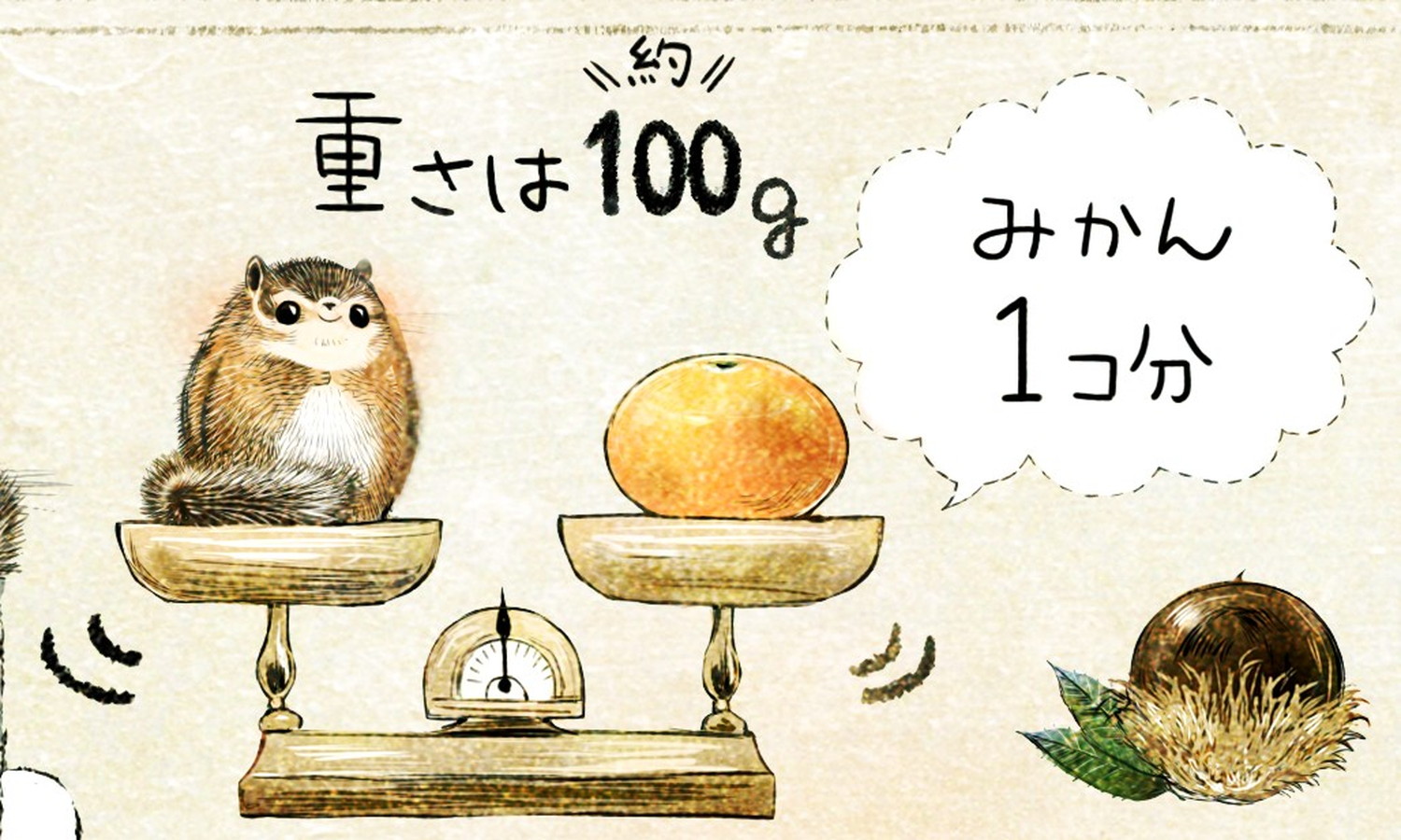 シマリスの体重 エゾシマリスのイラスト シマリスの暮らし・生態の解説 chipmunk