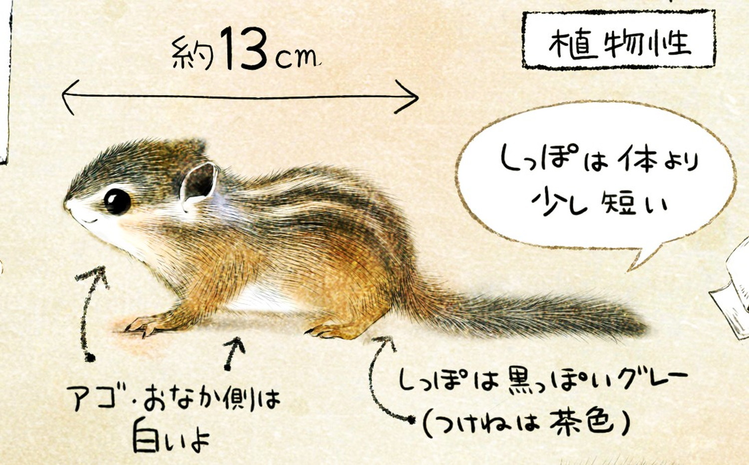シマリスの大きさ・体調 毛の色・模様 エゾシマリスのイラスト シマリスの暮らし・生態の解説 chipmunk