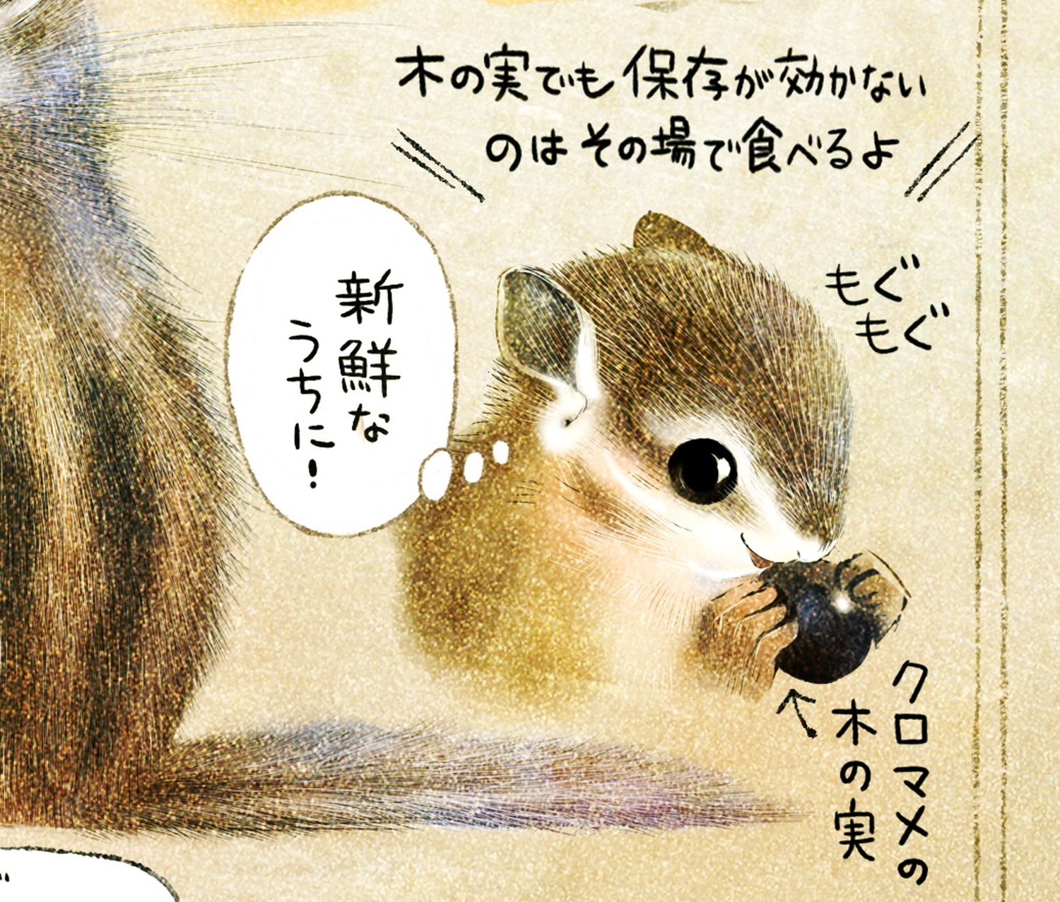 シマリスの食べ物 エゾシマリスのイラスト シマリスの暮らし・生態の解説 chipmunk