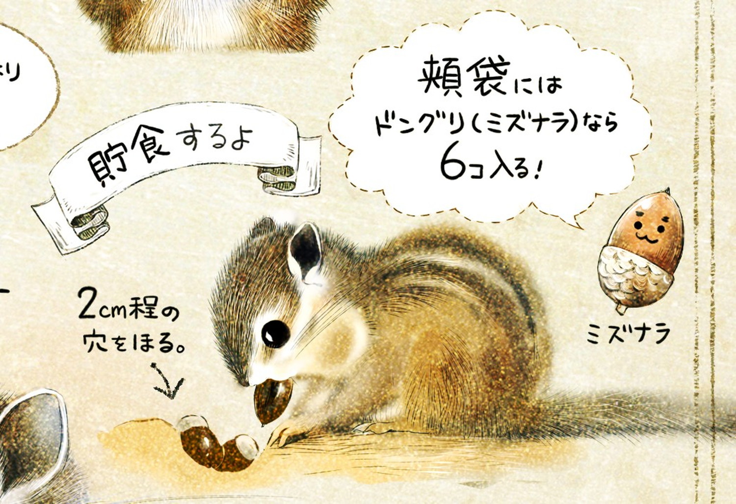 シマリスとドングリ エゾシマリスのイラスト シマリスの暮らし・生態の解説 chipmunk