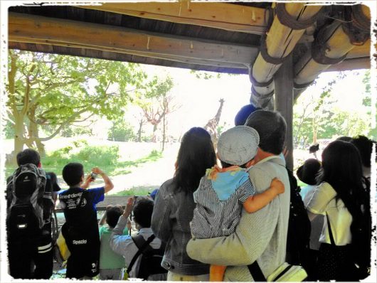 動物園にて。遠くにいるキリンをおじいちゃんに抱っこしてもらって見ています