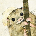 ヤマネのイラスト　絵　日本の動物のイラスト　dormouse illust