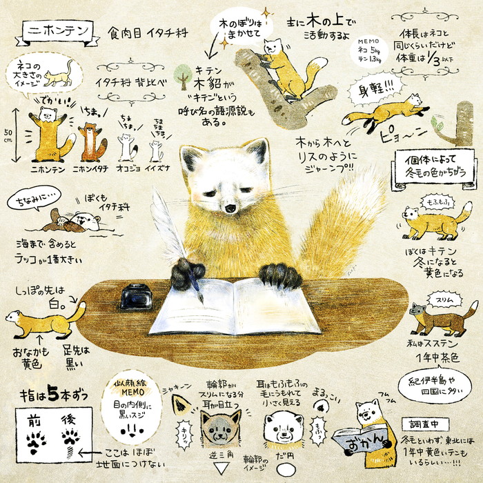 ニホンテン ホンドテン ツシマテン って どんな生き物 日本の小さな生きものイラスト作家 いぬいさえこ