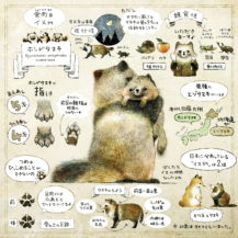 ホンドタヌキってどんな生き物？