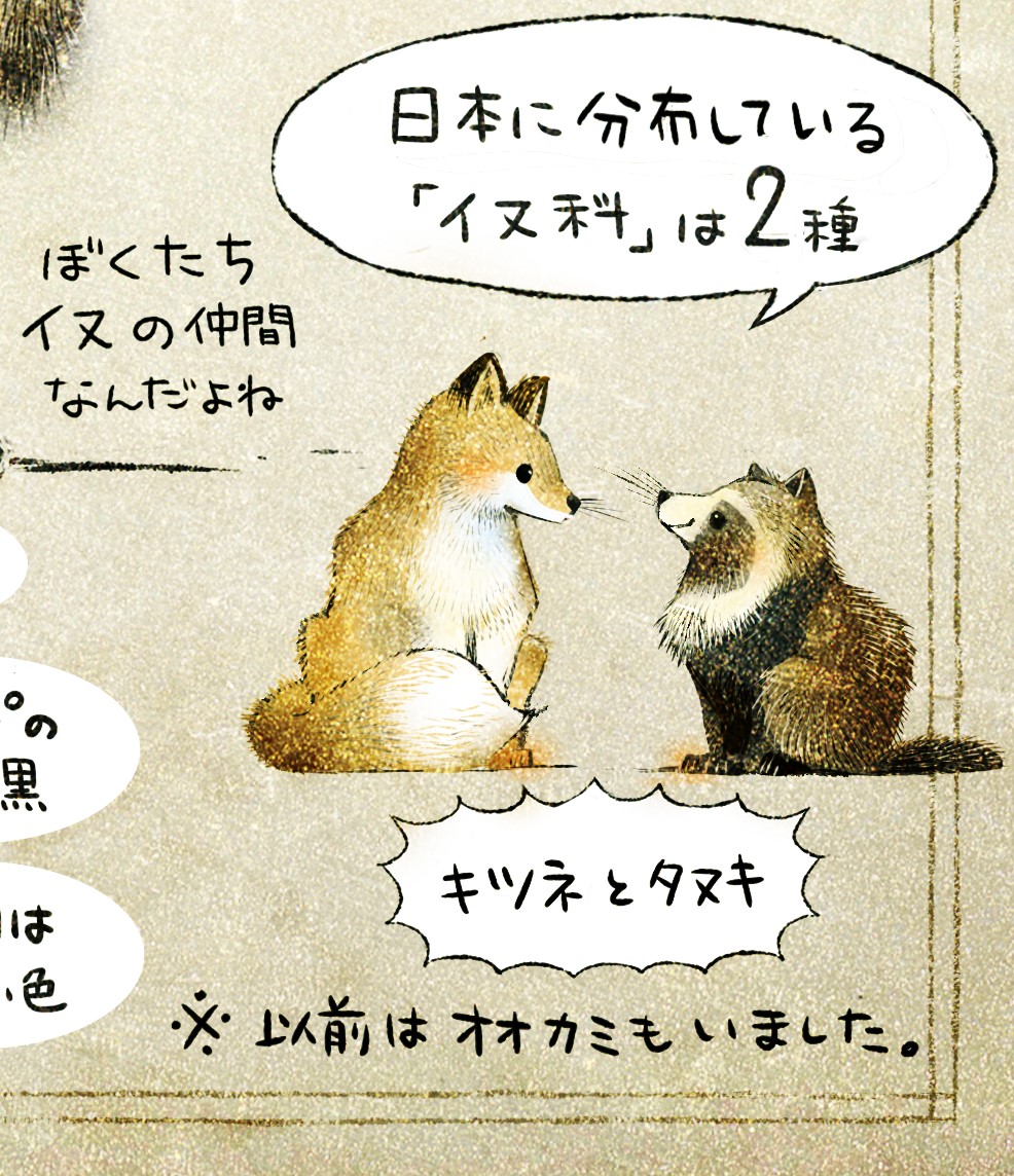 日本のイヌ科の生き物・動物　ホンドタヌキの生態　イラスト解説