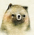 タヌキのこども　raccoon dog　
