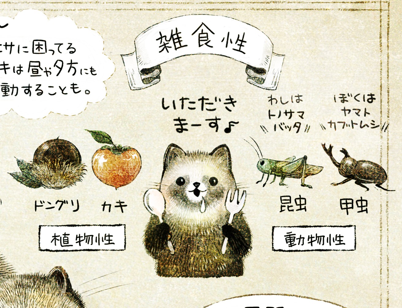 ホンドタヌキってどんな生き物 いぬい さえこ Illustration