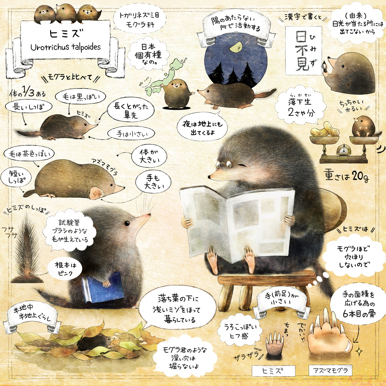 ヒミズのイラスト　【ヒミズ(shrew-mole)】動物の暮らし・生態の解説　