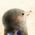 ヒミズのイラスト　ヒミズの顔【ヒミズ(shrew-mole)】動物の暮らし・生態の解説　